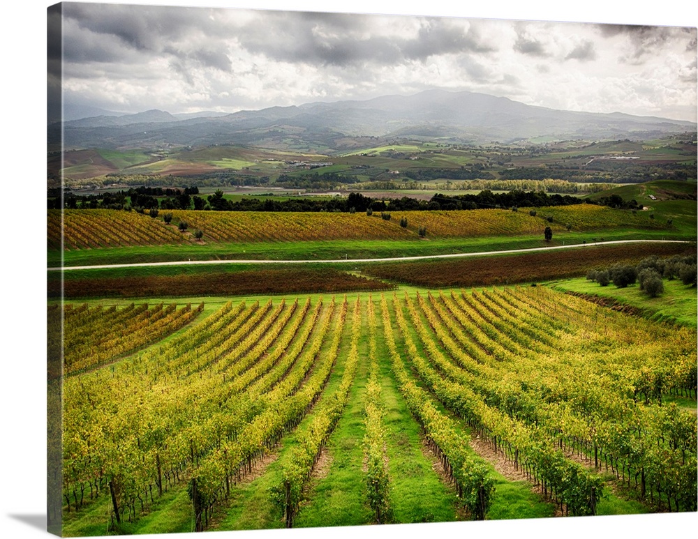 Europe, Italy, Tuscsany, Autumn Vineyards in Southern Tuscany.