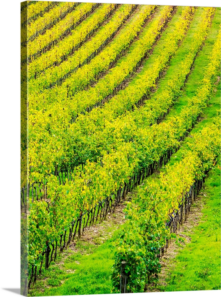 Europe, Italy, Tuscsany, Autumn Vineyards in Southern Tuscany.