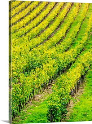 Europe, Italy, Tuscsany, Autumn Vineyards In Southern Tuscany