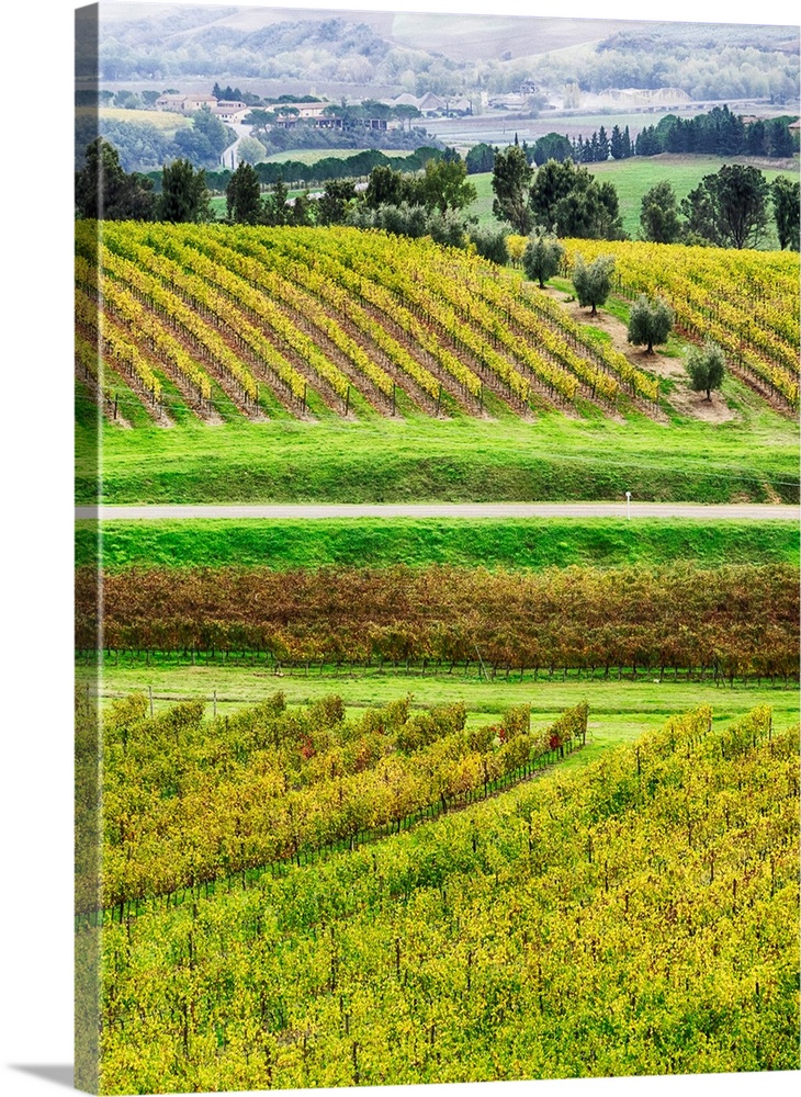 Europe, Italy, Tuscsany, Autumn Vineyards in Southern Tuscany.