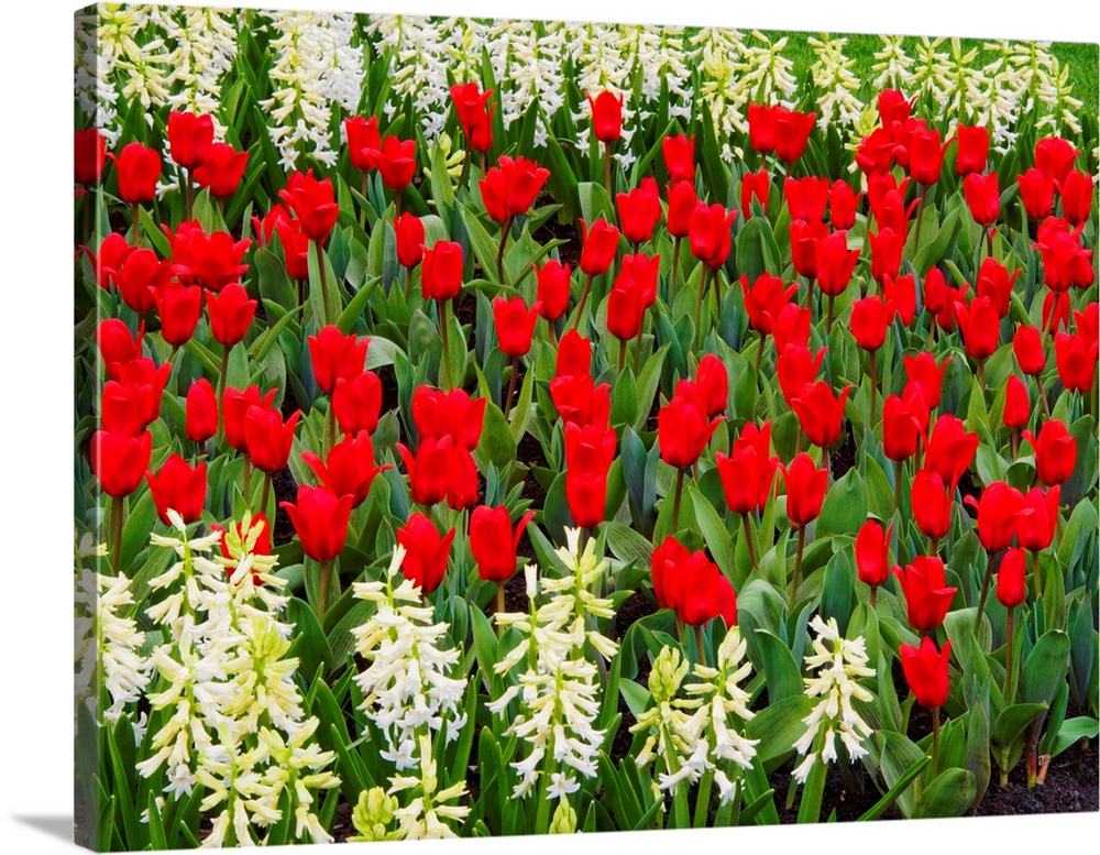 Europe, Netherlands, Flower Displays at keukenhof gardens.