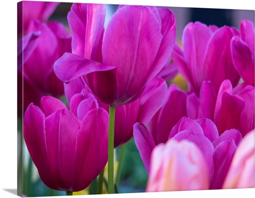 Europe, Netherlands, Lisse, Keukenhof Gardens, Tulip Closeups with Selective Focus.