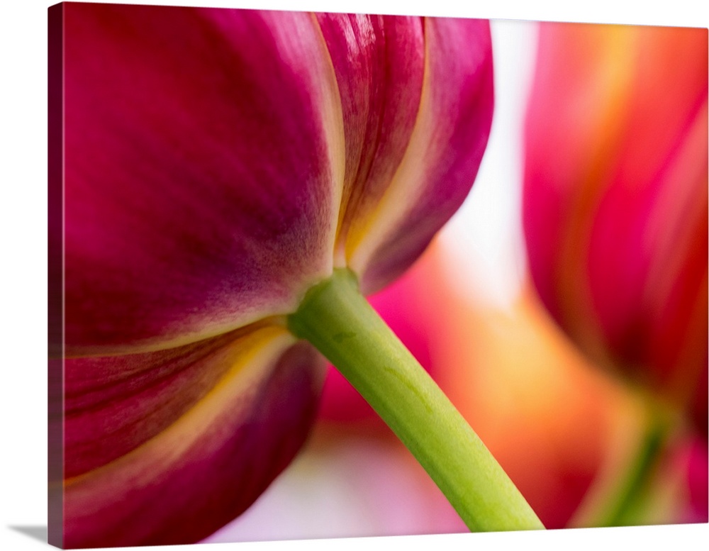 Europe, Netherlands, Lisse, Keukenhof Gardens, Tulip Closeups with Selective Focus.