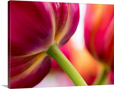 Europe, Netherlands, Lisse, Keukenhof Gardens, Tulip Closeups With Selective Focus