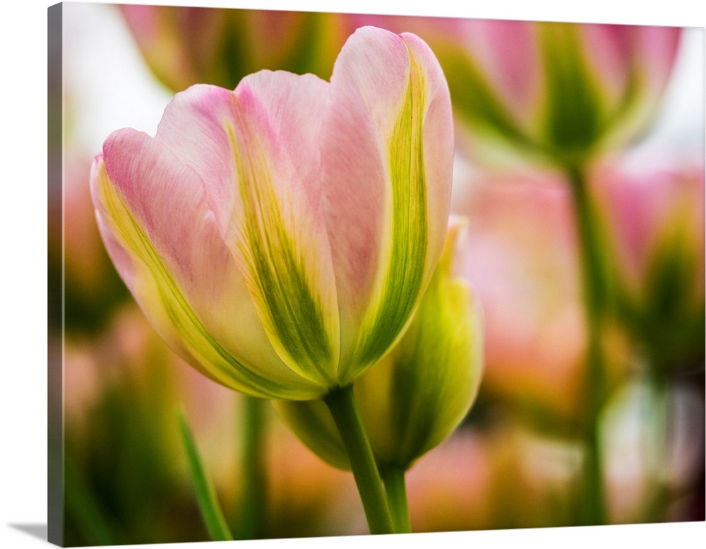 Europe, Netherlands, Lisse, Keukenhof Gardens, Tulip Closeups with Selective Focus.