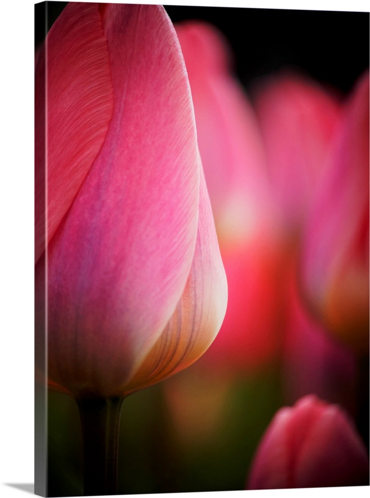 Europe, Netherlands, Macro image of Colorful Tuliip.