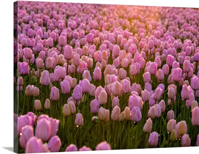 Europe, Netherlands, Nord Holland, Selective Focus Of Tulip Field With Dew Drops