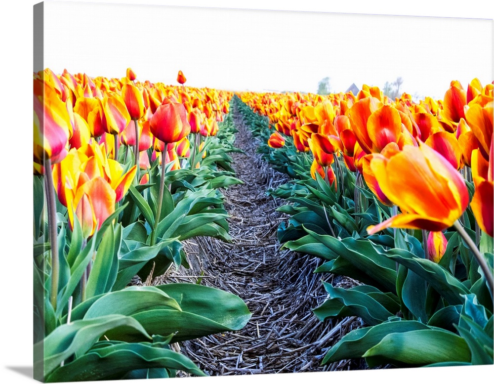 Europe, Netherlands, Nord Holland, Tulip Row of bright Orange and Yellow Tulips.