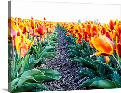 Europe, Netherlands, Nord Holland, Tulip Row Of Bright Orange And Yellow Tulips