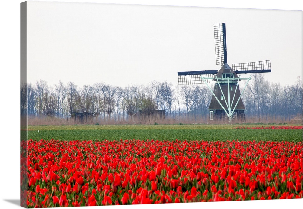 Europe, Netherlands, Old Wooden Windmill in a Field of Red Tulips.