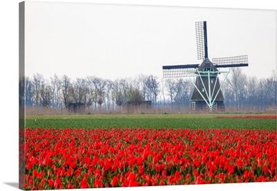 Europe, Netherlands, Old Wooden Windmill In A Field Of Red Tulips