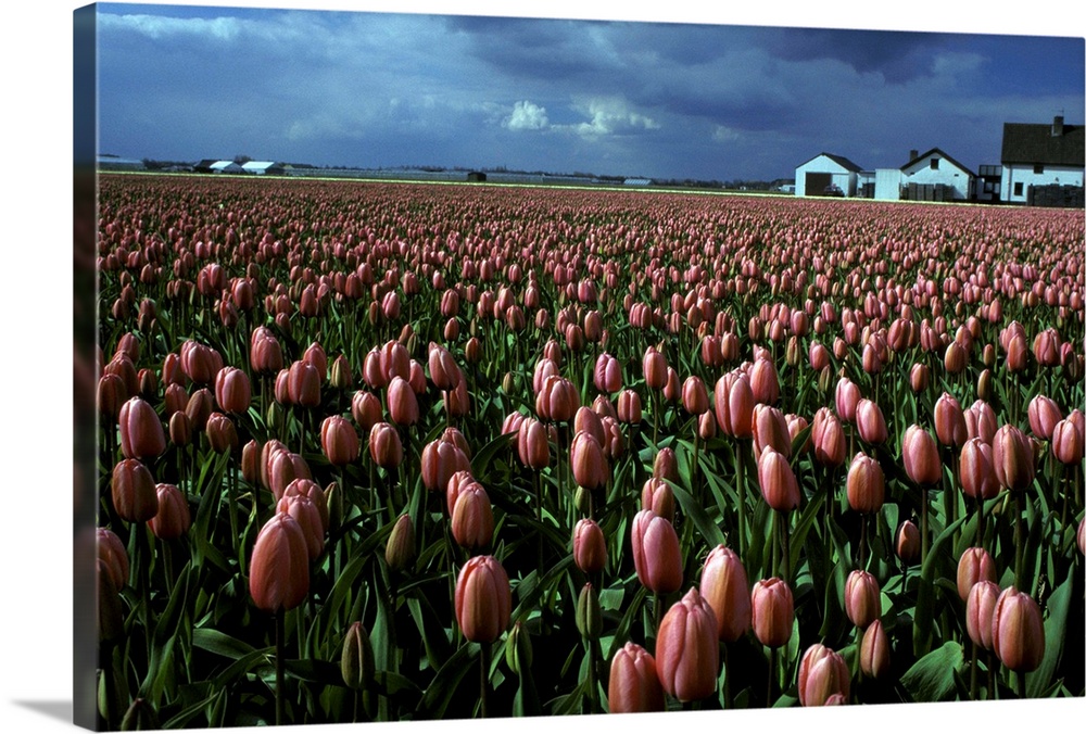 Europe, Netherlands, Sassenheim. Tulip farm