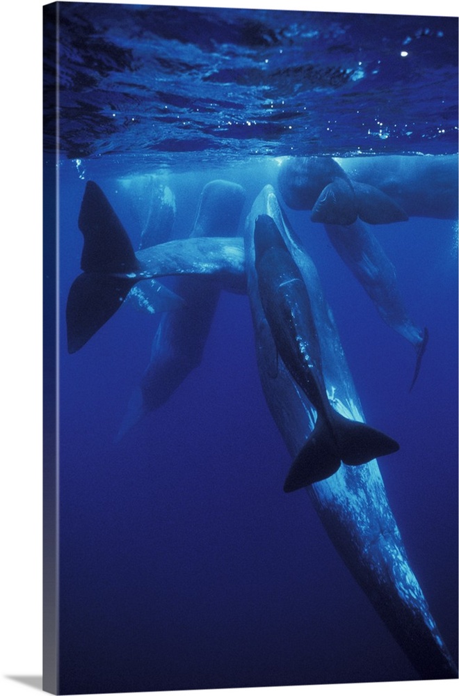 Europe, Portugal, Azores.Sperm whales