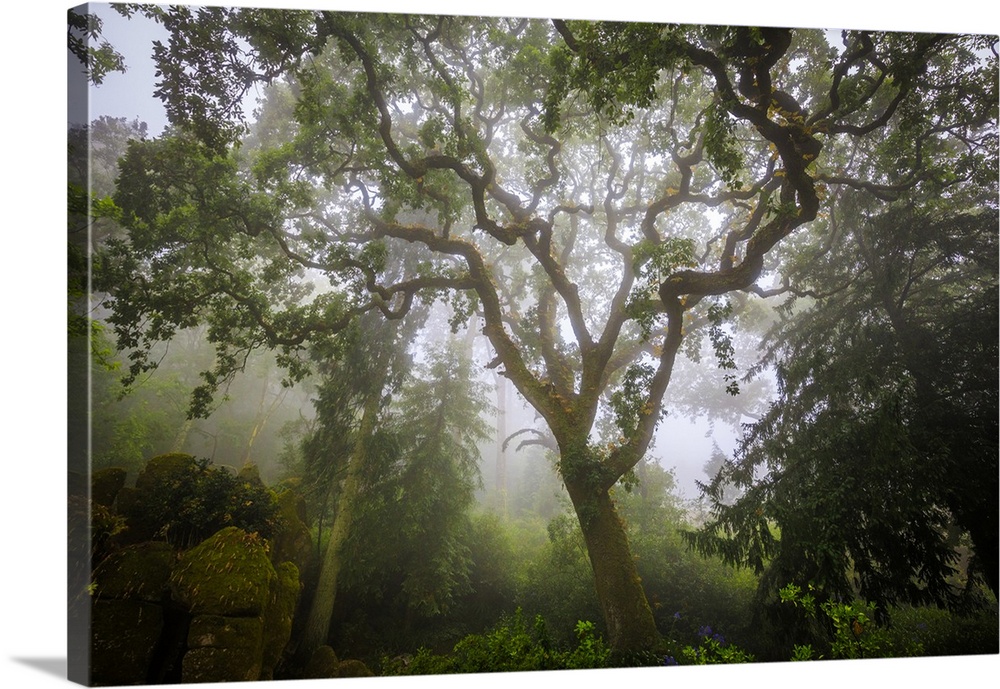 Europe, Portugal, Sintra. Forest in fog. Credit: Jim Nilsen / Jaynes Gallery