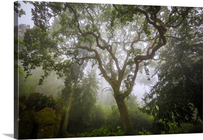 Europe, Portugal, Sintra, Forest In Fog