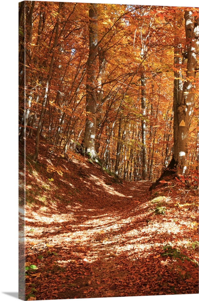 Europe, Romania, Transylvania. Carpathian Mountains fall (Autumn) colors. Brasov.