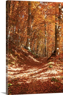 Europe, Romania, Transylvania, Carpathian Mountains, Fall (Autumn) Colors, Brasov