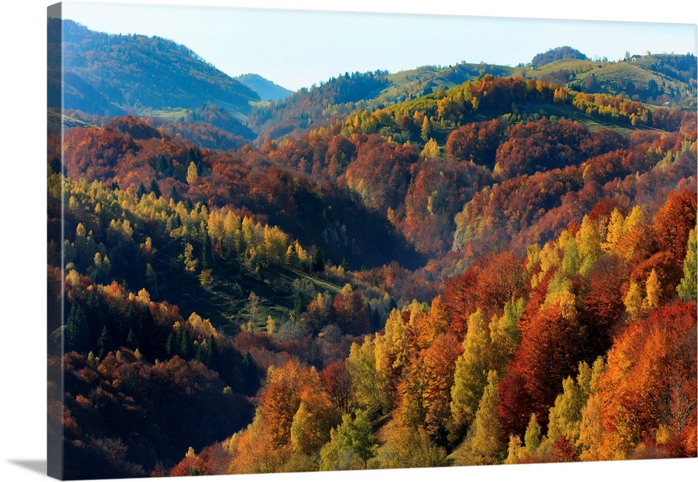 Europe, Romania, Transylvania, Carpathian Mountains, Magura, Piatra Craiului National Park. Fall Colors.