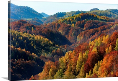 Europe, Romania, Transylvania, Piatra Craiului National Park, Fall Colors
