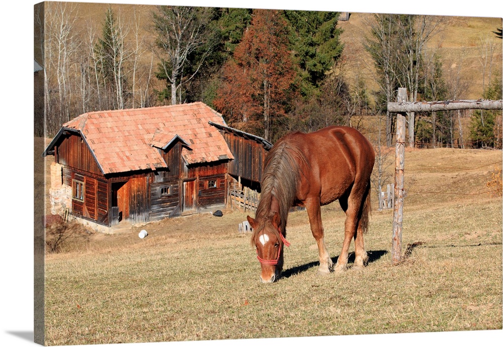 Europe, Romania, Transylvania, Carpathian Mountains, Piatra Craiului National Park. Horse.