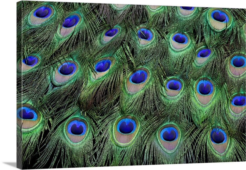 Eye-spots on Male Peacock tail feathers fanned out in colorful designed pattern.