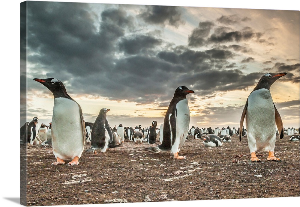 Falkland Islands, Bleaker Island. Gentoo penguin colony at sunset.