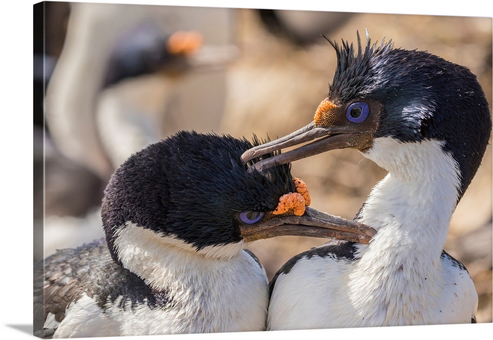 Falkland Islands, Bleaker Island. Imperial shags preening each other.