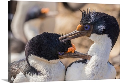 Falkland Islands, Bleaker Island, Imperial Shags Preening Each Other