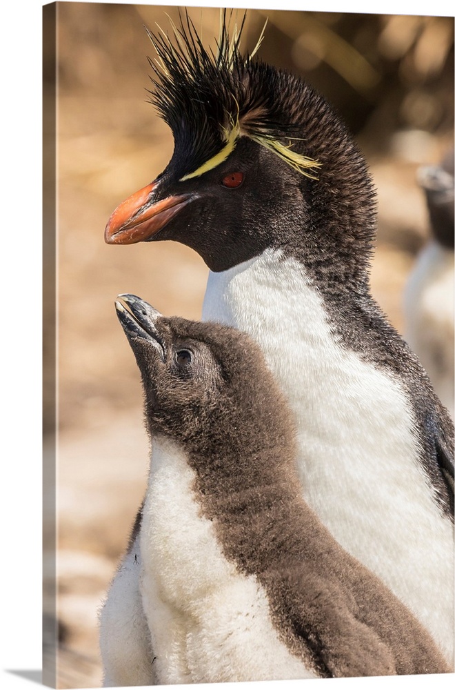Falkland Islands, Bleaker Island. Rockhopper penguin adult and chick.