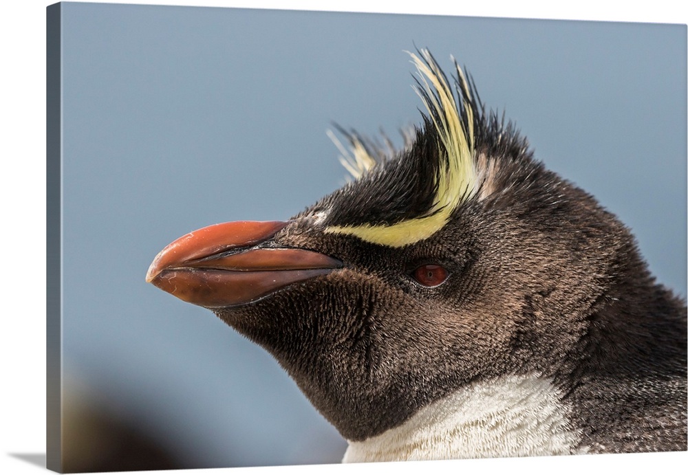 Falkland Islands, Bleaker Island. Rockhopper penguin portrait.