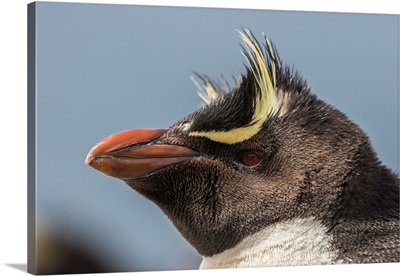 Falkland Islands, Bleaker Island, Rockhopper Penguin Portrait