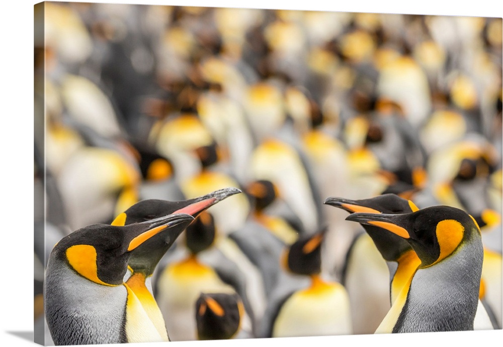 Falkland Islands, East Falkland. King penguins in colony.