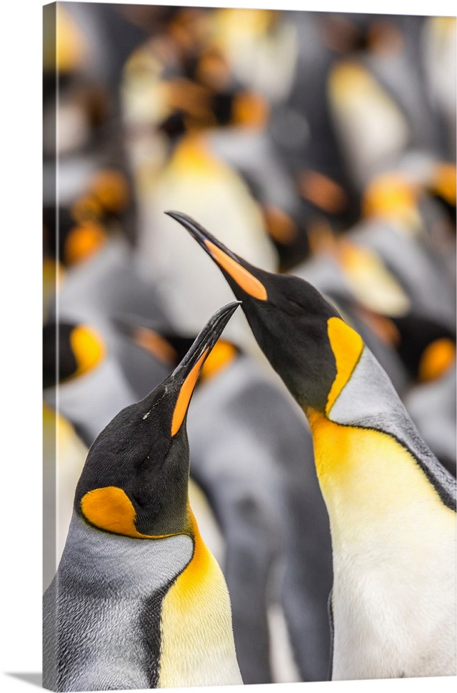 Falkland Islands, East Falkland. King penguins in colony.