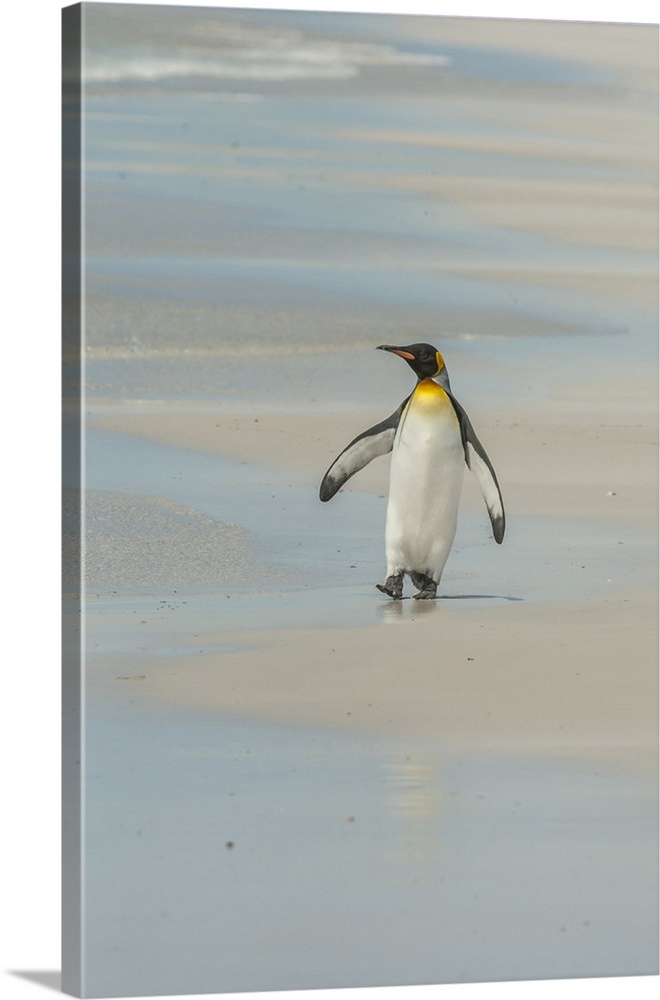 Falkland Islands, East Falkland, Volunteer Point. King penguin walking on beach.