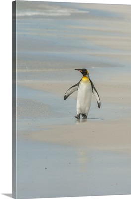 Falkland Islands, East Falkland, Volunteer Point. King penguin walking on beach