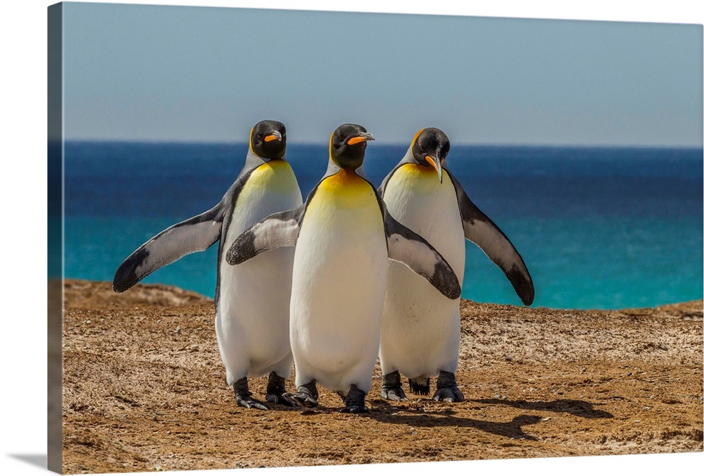 Falkland Islands, East Falkland, Volunteer Point. Three King penguins.