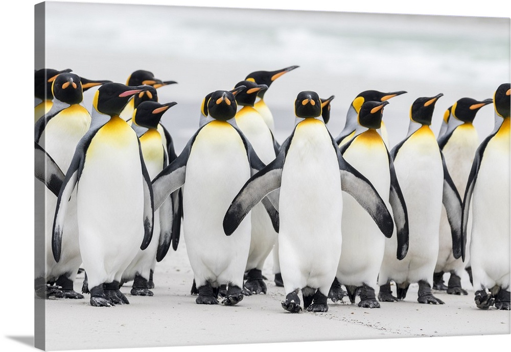 King Penguin (Aptenodytes patagonicus) on the Falkand Islands in the South Atlantic. Group of penguins marching on sandy b...