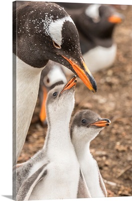 Falkland Islands, Sea Lion Island, Gentoo Penguin With Chicks