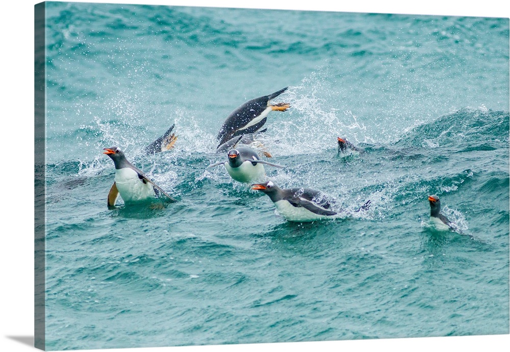 Falkland Islands, Sea Lion Island. Gentoo penguins porpoising in surf.