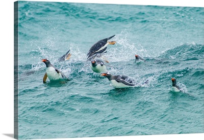 Falkland Islands, Sea Lion Island, Gentoo Penguins Porpoising In Surf