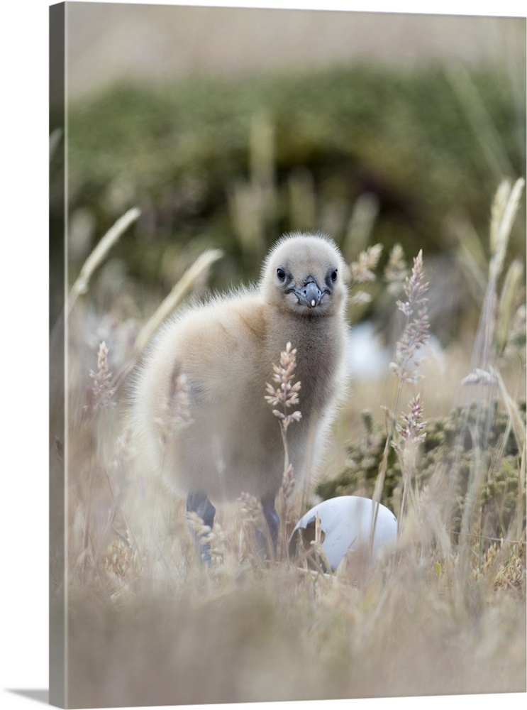 Falkland Skua chick, Falkland Islands.