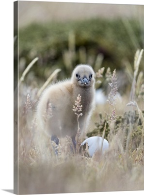 Falkland Skua Chick, Falkland Islands