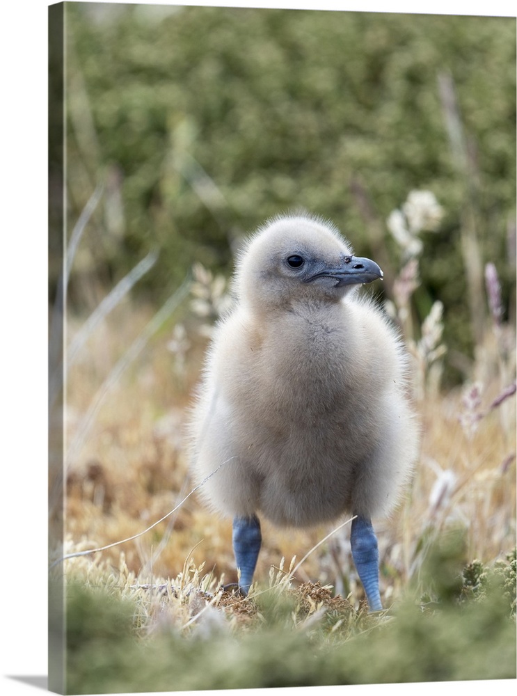 Falkland skua or brown skua chick. They are the great skua of the southern polar and subpolar region, Falkland Islands.