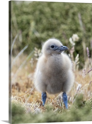 Falkland Skua Or Brown Skua Chick, Falkland Islands