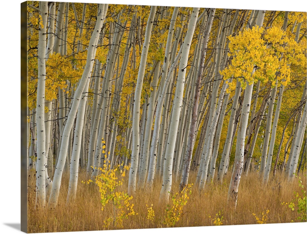 Fall aspen trees along Skyline Drive - Utah, Manti-La Sal National Forest