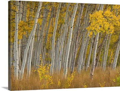 Fall aspen trees along Skyline Drive. Utah, Manti-La Sal National Forest
