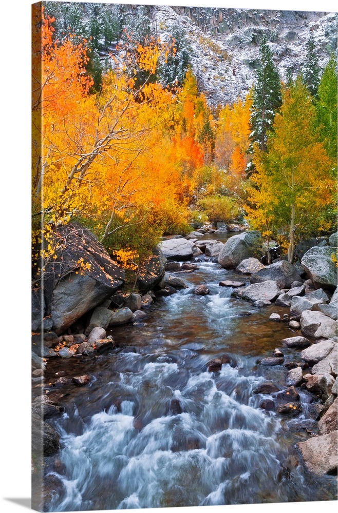 Fall color along Bishop Creek, Inyo National Forest, Sierra Nevada Mountains, California USA.