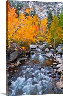 Fall Color Along Bishop Creek, Inyo National Forest, Sierra Nevada Mountains, California