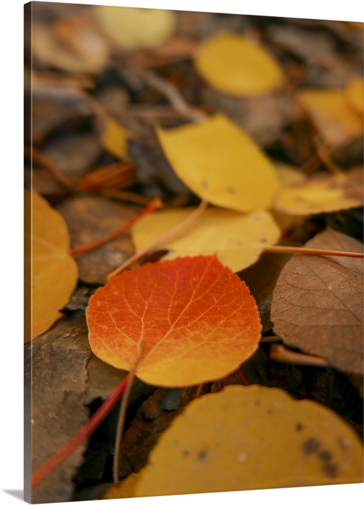 Fall, Eastern Sierras, Bishop, California.