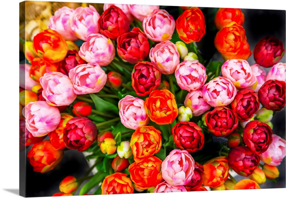 Orange Pink Red Tulips Flowers Bloemenmarket Flower Market Amsterdam Holland Netherlands. Red Tulips, perrenial bulb flowe...